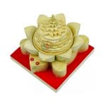 Meru Shriparni (sevan/saven) Shri Yantra Vastu Pyramid Yantra With Tortoise Red Base. (4 Inch)