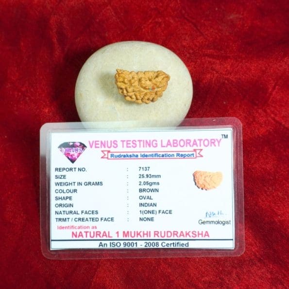 1 Mukhi Rudraksha / One Face Rudraksha / Nepali Rudraksha with Certificate