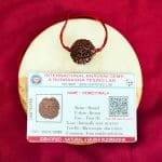 4 Mukhi Rudraksha / Four Face Rudraksha / Nepali Rudraksha with Certificate