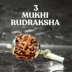 3 Mukhi Rudraksha / Three Face Rudraksha / Nepali Rudraksha with Certificate