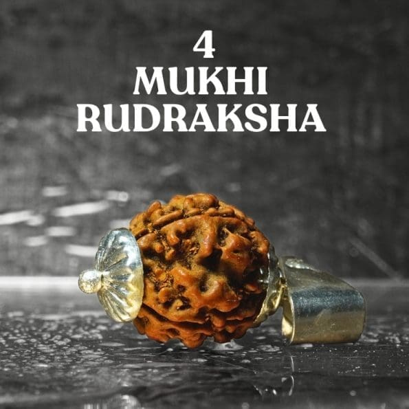 4 Mukhi Rudraksha / Four Face Rudraksha / Nepali Rudraksha with Certificate