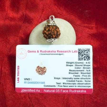 5 Mukhi Rudraksha / Five Face Rudraksha / Nepali Rudraksha with Certificate