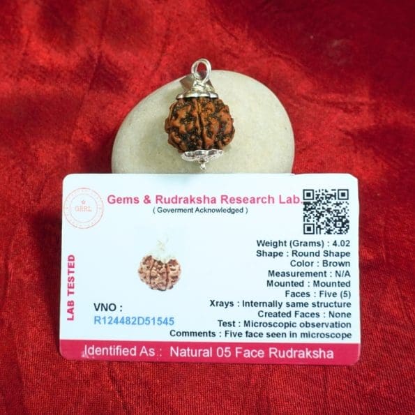 5 Mukhi Rudraksha / Five Face Rudraksha / Nepali Rudraksha with Certificate