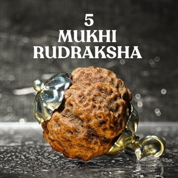 5 Mukhi Rudraksha / Five Face Rudraksha / Nepali Rudraksha with Certificate