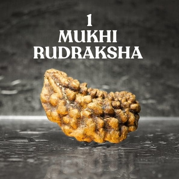 1 Mukhi Rudraksha / One Face Rudraksha / Nepali Rudraksha with Certificate