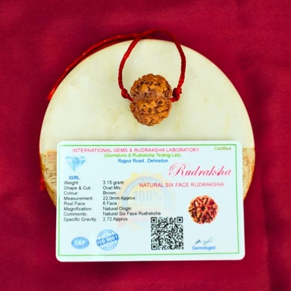 6 Mukhi Rudraksha / Six Face Rudraksha / Nepali Rudraksha with Certificate