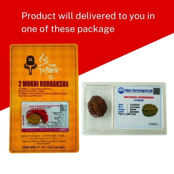 2 Mukhi Rudraksha / Two Face Rudraksha / Nepali Rudraksha with Certificate