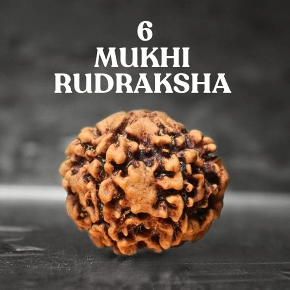 6 Mukhi Rudraksha / Six Face Rudraksha / Nepali Rudraksha with CertificateC