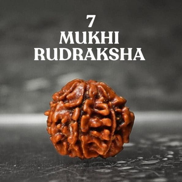 7 Mukhi Rudraksha / Seven Face Rudraksha / Nepali Rudraksha with Certificate