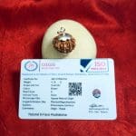 8 Mukhi Rudraksha / Eight Face Rudraksha / Nepali Rudraksha with Certificate