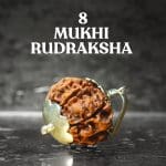 8 Mukhi Rudraksha / Eight Face Rudraksha / Nepali Rudraksha with Certificate