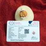 9 Mukhi Rudraksha / Nine Face Rudraksha / Nepali Rudraksha with Certificate