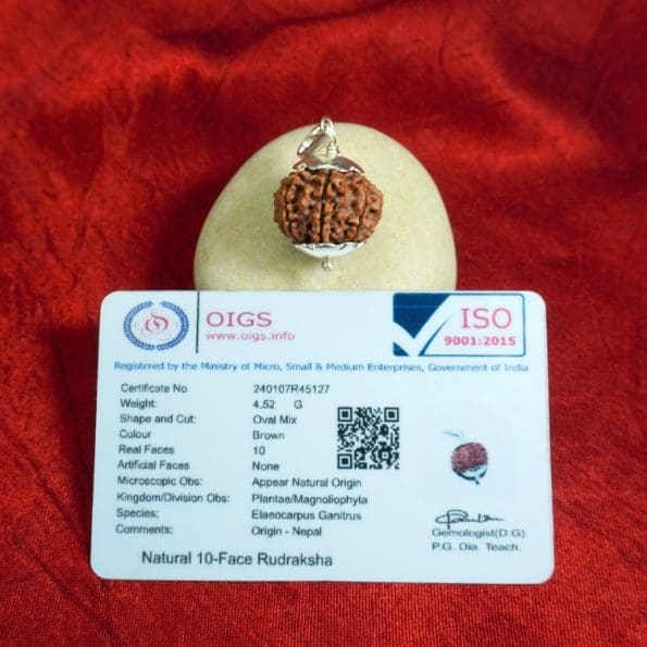 10 Mukhi Rudraksha / Ten Face Rudraksha / Nepali Rudraksha with Certificate