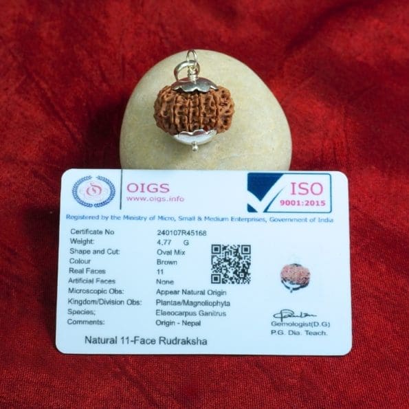 11 Mukhi Rudraksha / Eleven Face Rudraksha / Nepali Rudraksha with Certificate