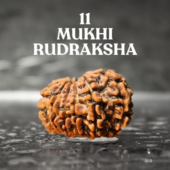 11 Mukhi Rudraksha / Eleven Face Rudraksha / Nepali Rudraksha with Certificate