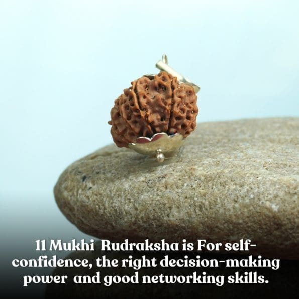 11 Mukhi Rudraksha / Eleven Face Rudraksha / Nepali Rudraksha with Certificate