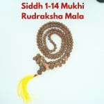 Siddh 1-14 Mukhi Rudraksha Mala with Lab Certificate