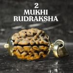 2 Mukhi Rudraksha / Two Face Rudraksha / Nepali Rudraksha with Certificate