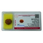 10 Mukhi Rudraksha / Ten Face Rudraksha / Nepali Rudraksha with Certificate