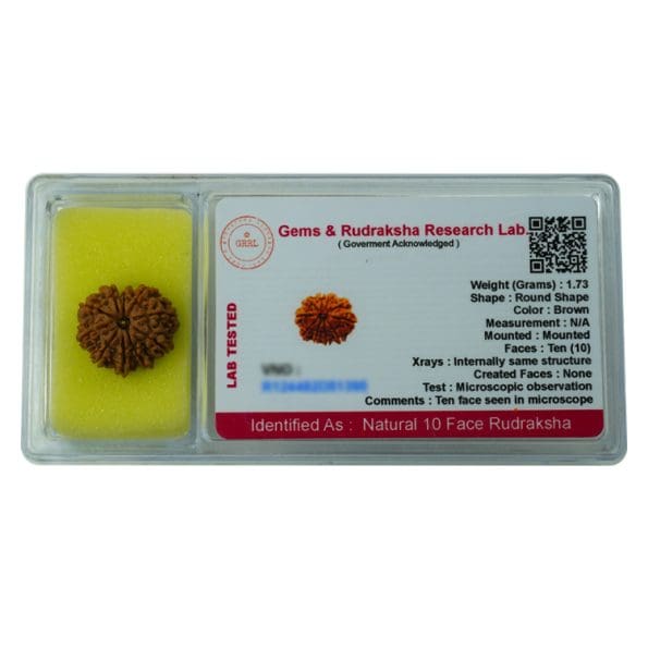 10 Mukhi Rudraksha / Ten Face Rudraksha / Nepali Rudraksha with Certificate