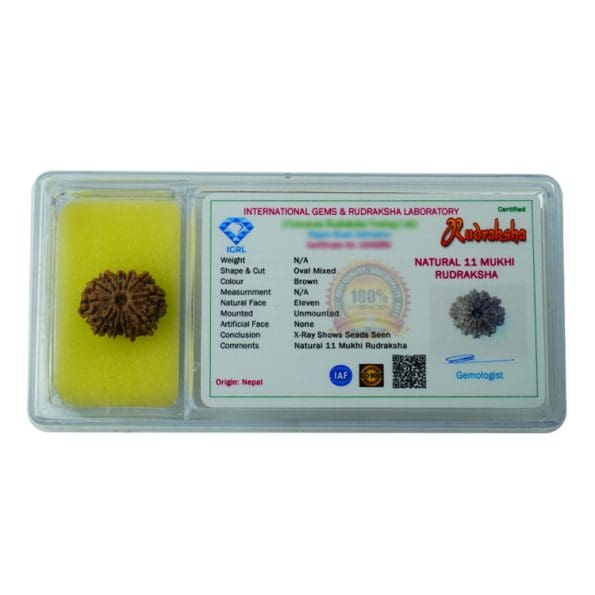 11 Mukhi Rudraksha / Eleven Face Rudraksha / Nepali Rudraksha with Certificate