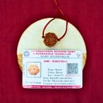 7 Mukhi Rudraksha / Seven Face Rudraksha / Nepali Rudraksha with Certificate