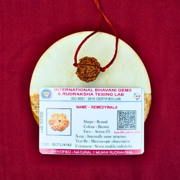 7 Mukhi Rudraksha / Seven Face Rudraksha / Nepali Rudraksha with Certificate