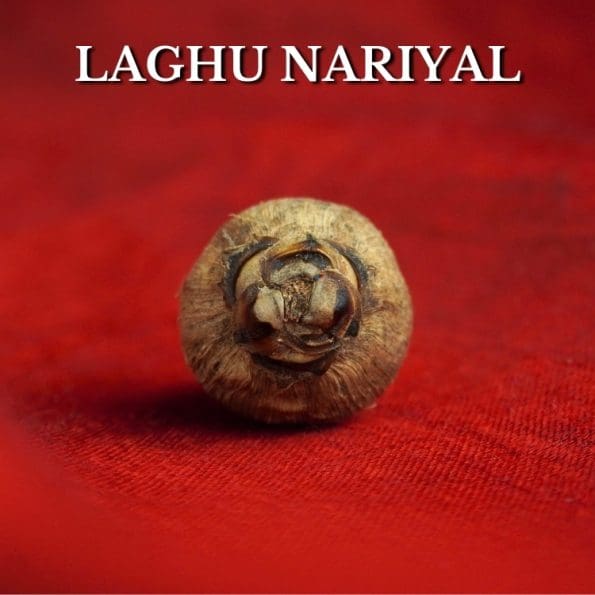 Laghu Nariyal/ Small Coconut