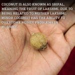 Laghu Nariyal/ Small Coconut