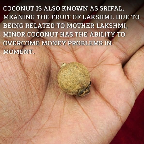 Laghu Nariyal/ Small Coconut