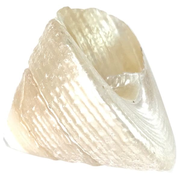 Moti Shankh ( Conch ) For Wealth & Prosperity, Rare and Original To Please Goddess Laxmi