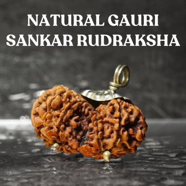 Gauri Shankar Rudraksha