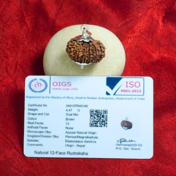 12 Mukhi Rudraksha/Twelve Face Nepali Rudraksha with Certificate