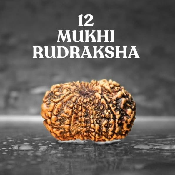 12 Mukhi Rudraksha/Twelve Face Nepali Rudraksha with Certificate