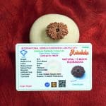 13 Mukhi Rudraksha / Thirteen Face Rudraksha / Nepali Rudraksha with Certificate