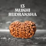 13 Mukhi Rudraksha / Thirteen Face Rudraksha / Nepali Rudraksha with Certificate