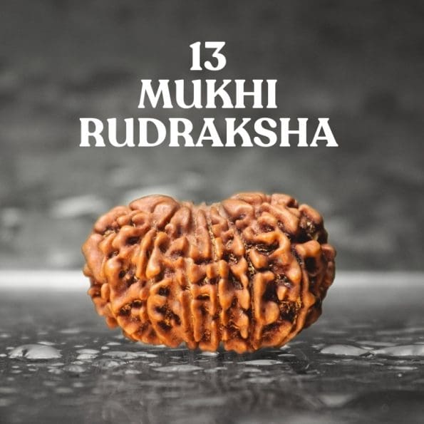 13 Mukhi Rudraksha / Thirteen Face Rudraksha / Nepali Rudraksha with Certificate