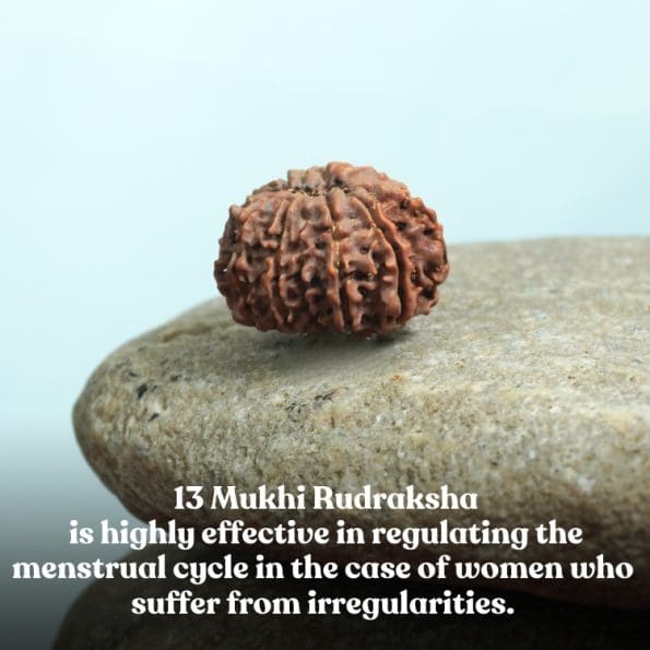 13 Mukhi Rudraksha / Thirteen Face Rudraksha / Nepali Rudraksha with Certificate