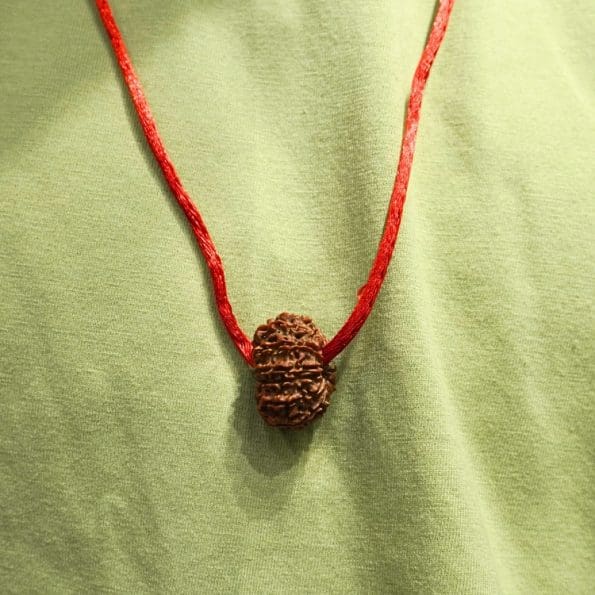 13 Mukhi Rudraksha / Thirteen Face Rudraksha / Nepali Rudraksha with Certificate