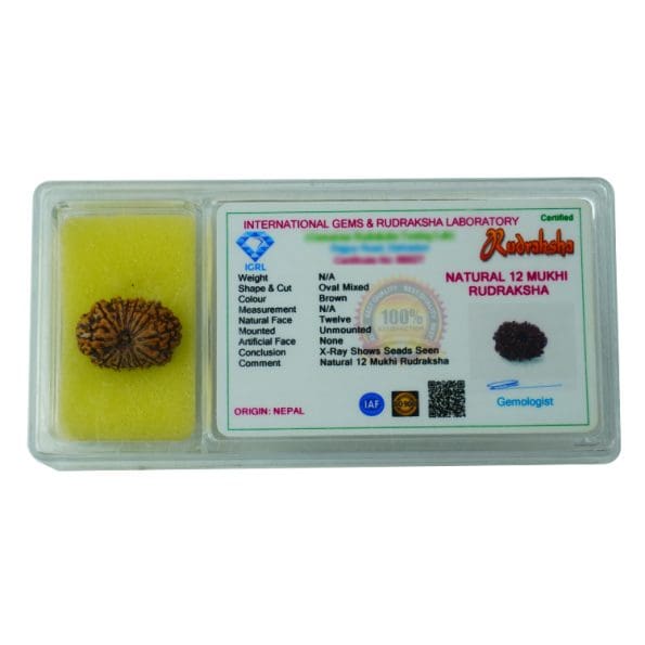 12 Mukhi Rudraksha/Twelve Face Nepali Rudraksha with Certificate