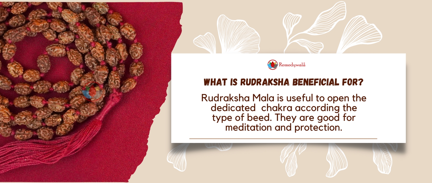 2 Mukhi Rudraksha Mala