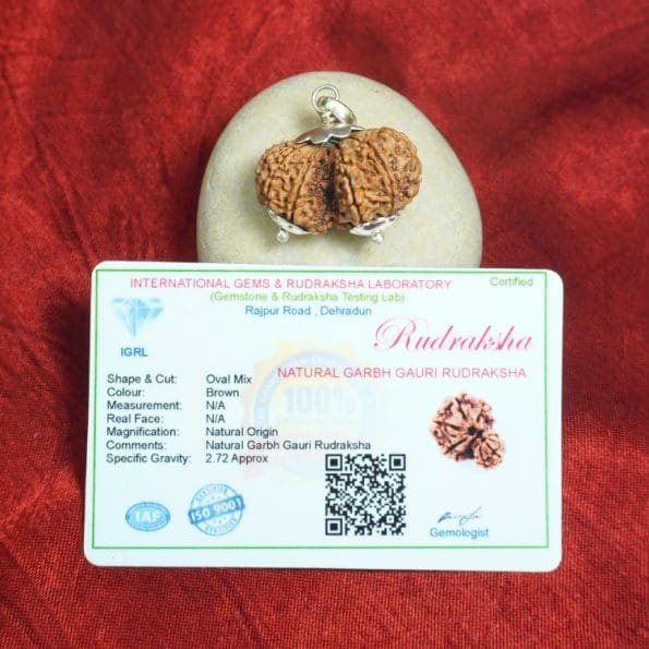 Garbh Gauri Rudraksha / Nepali Rudraksha with Certificate