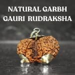 Garbh Gauri Rudraksha / Nepali Rudraksha with Certificate