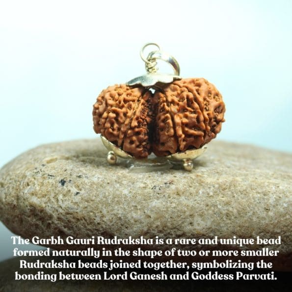 Garbh Gauri Rudraksha / Nepali Rudraksha with Certificate