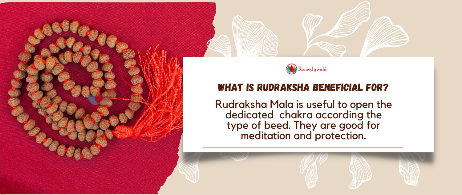 10 Mukhi Rudraksha Mala