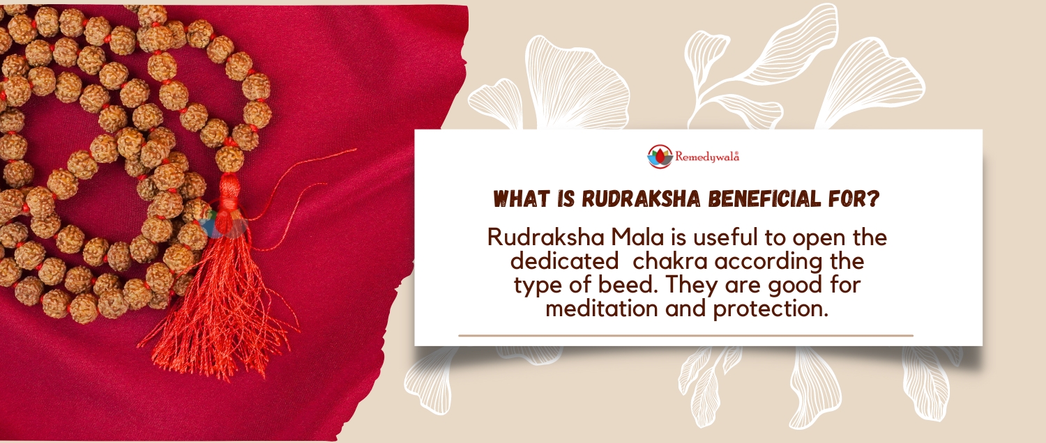 6 Mukhi Rudraksha Mala