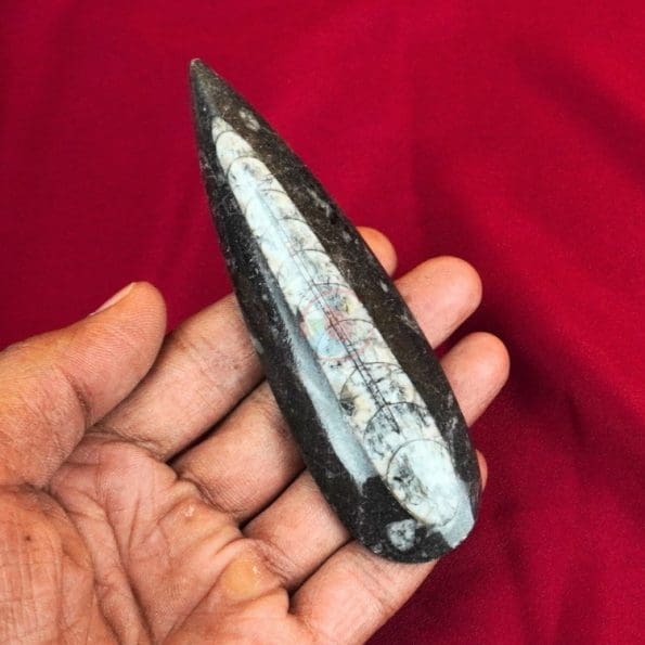 Natural Orthoceras Stone 4