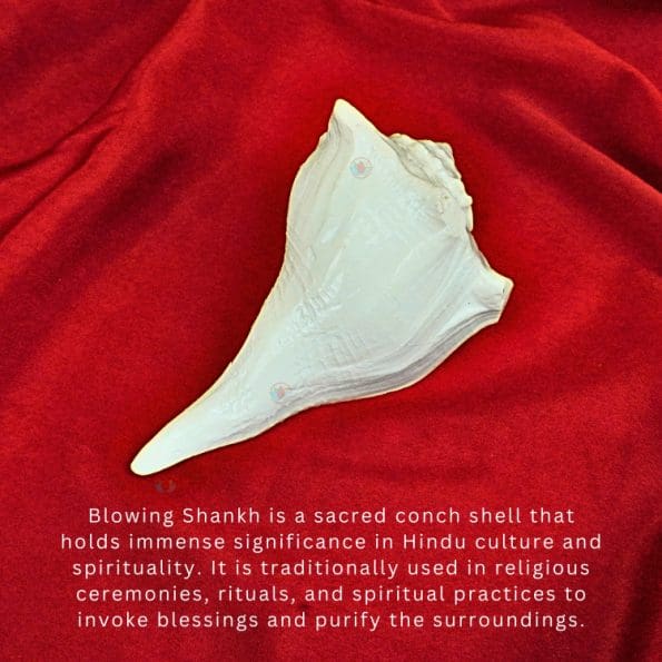 Small Shankh Conch Shell for Pooja