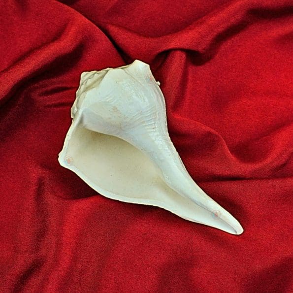 Small Shankh Conch Shell for Pooja