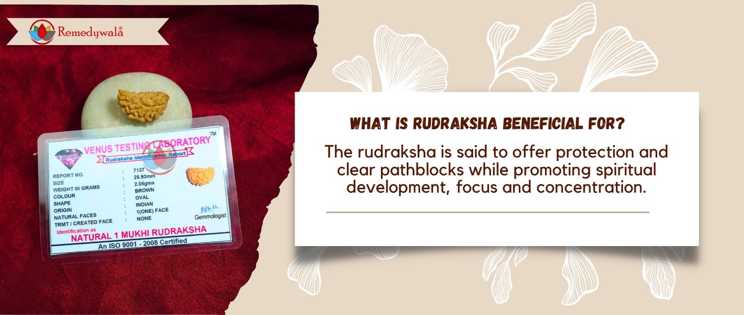 1 Mukhi Rudraksha / One Face Rudraksha